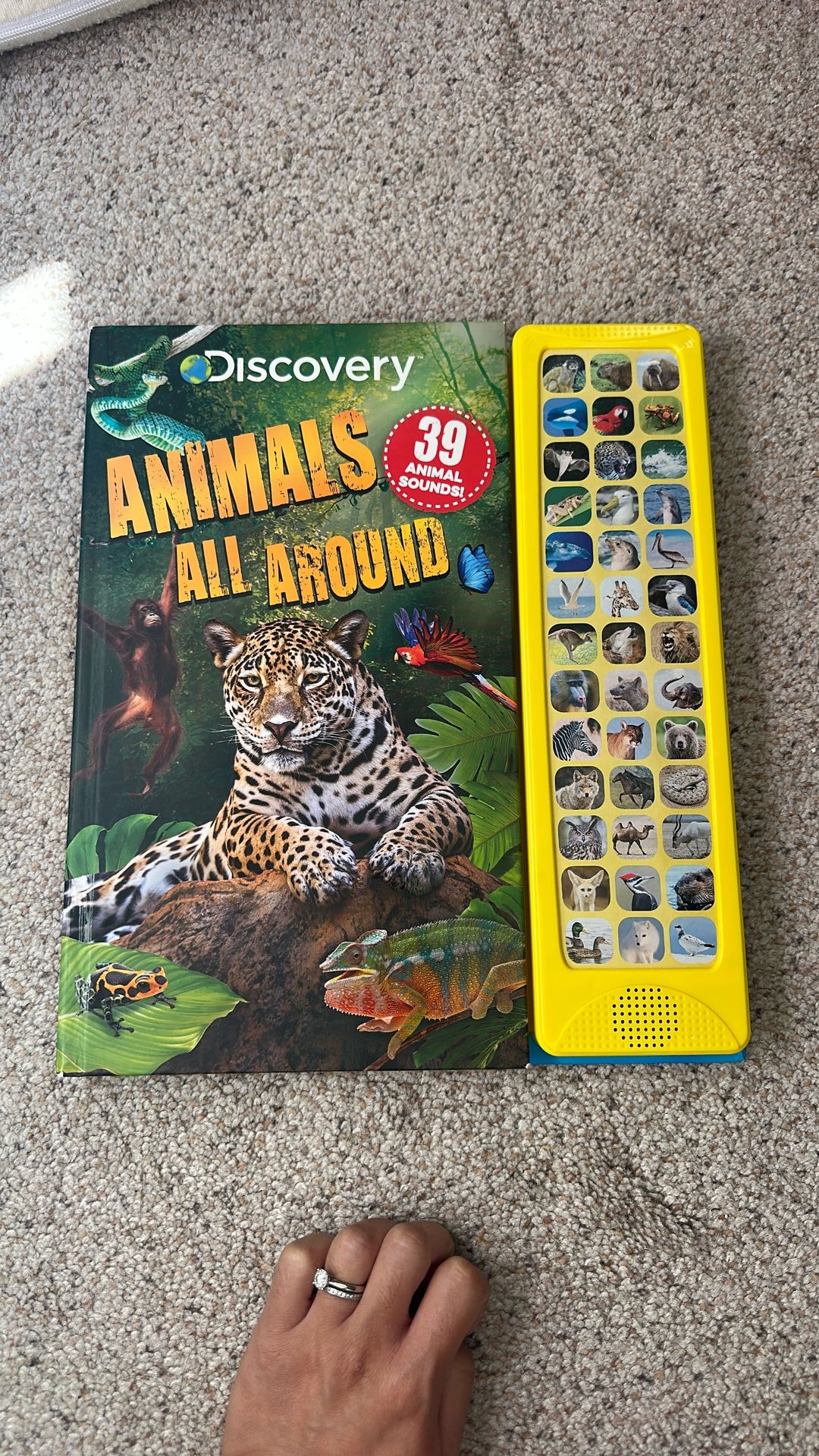 Discovery Animal All Around Sound Book