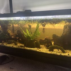 20 Gallon Long Aquarium!