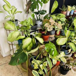 Large Houseplants Home Decor Live Plants - Phoenix (20 each)
