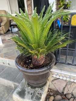 Sago palm trees