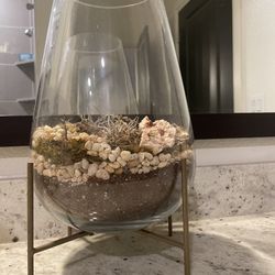 Luxurious Succulent Terrain