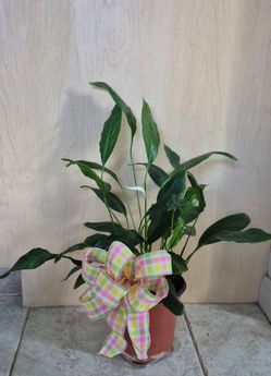 🪴Blooming  Peace Plant - Indoor /  Outdoor