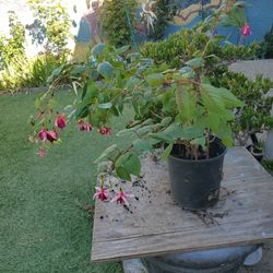 Fuchsia Flowering Plant In 2 Gallon Pot