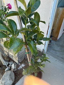 Magnolia Tree 6Ft in 2 gal Pot