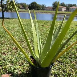 Aloe Plant 15-17” Tall