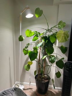 Large Monstera with Grow Lamp