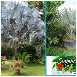 Bismark Palm In 25gal  