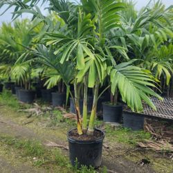 Beautiful  Christmas Palms 6 Feet Tall!!! Fertilized 