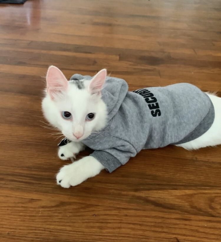 New Security pet hoodie (Shipping Only )