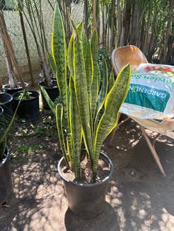 Plant