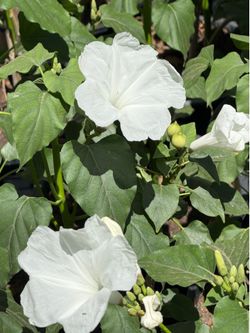 White trumpet plant