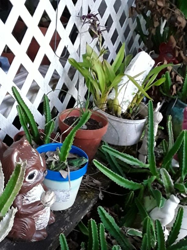 SUCCULENTS., CATUS. READ DISCRIPTION 