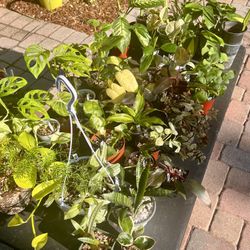 Plants For Sale