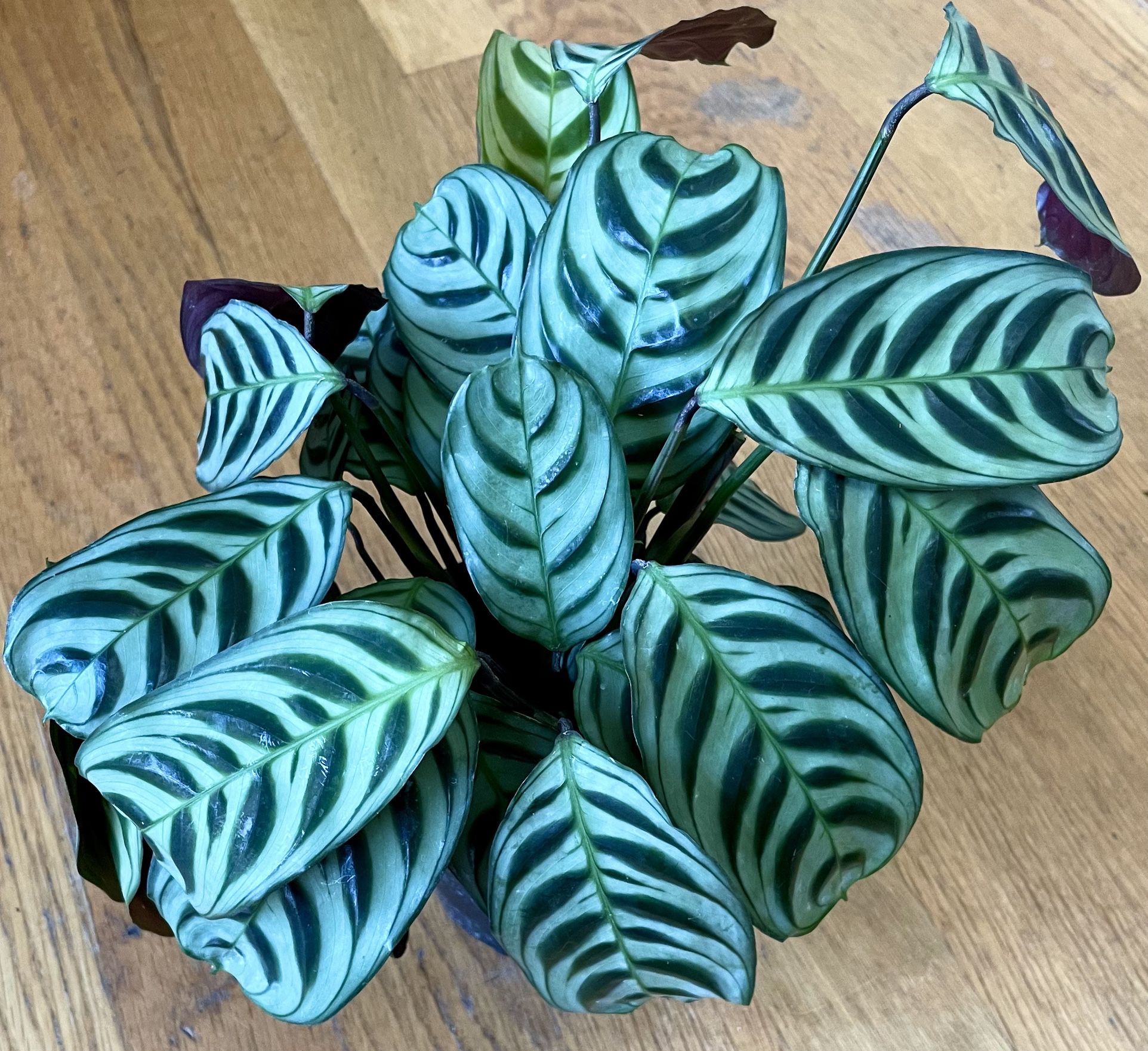 Non-Toxic Calathea Burle Marx Plant / Free Delivery Available 