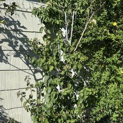 Bouganvillea Plant For Sale 