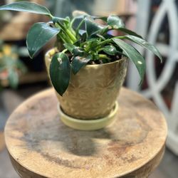 Philodendron Green Princess Indoor Plant Houseplant In Ceramic Pot 