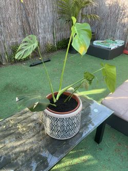 Monstera Deliciosa 