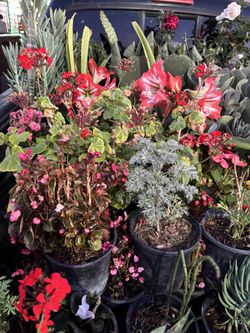 Plants