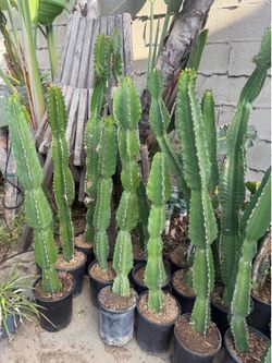 2ft - 3ft Cactus for $25 each