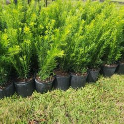 Beautiful Podocarpus Plants For Inmediate Privacy!!! Fertilized 