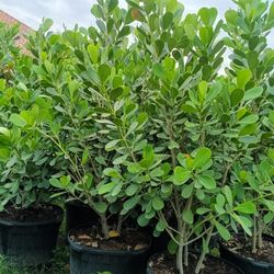 Clusia Privacy Hedge Plants 25gl 🏡$95