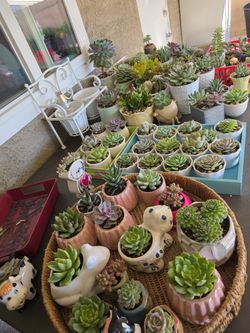 Succulents $5