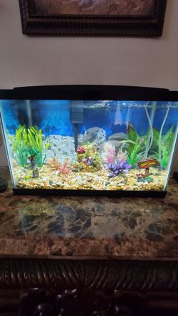 Fish tank complete