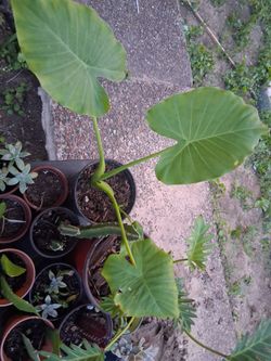 California elephant ear