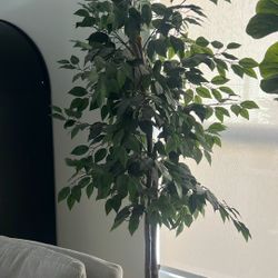 Ficus Tree 