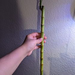 Lucky Bamboo $5