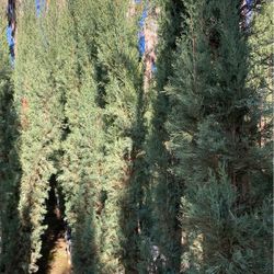 Italian Cypress /cupressus 