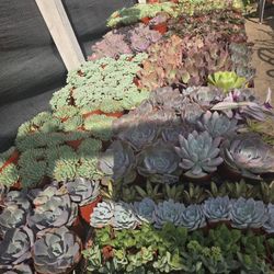 Succulent & ECHEVERIAS 