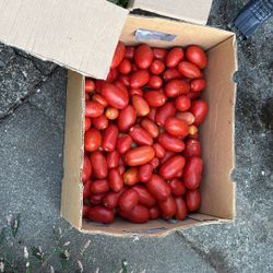Hot Peppers For Sale 