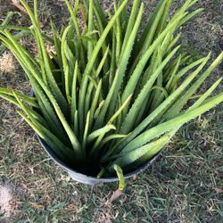 Aloe barbadensis miller 