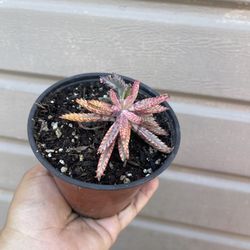 4” kalanchoe pink butterfly