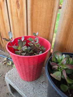 Jade tree