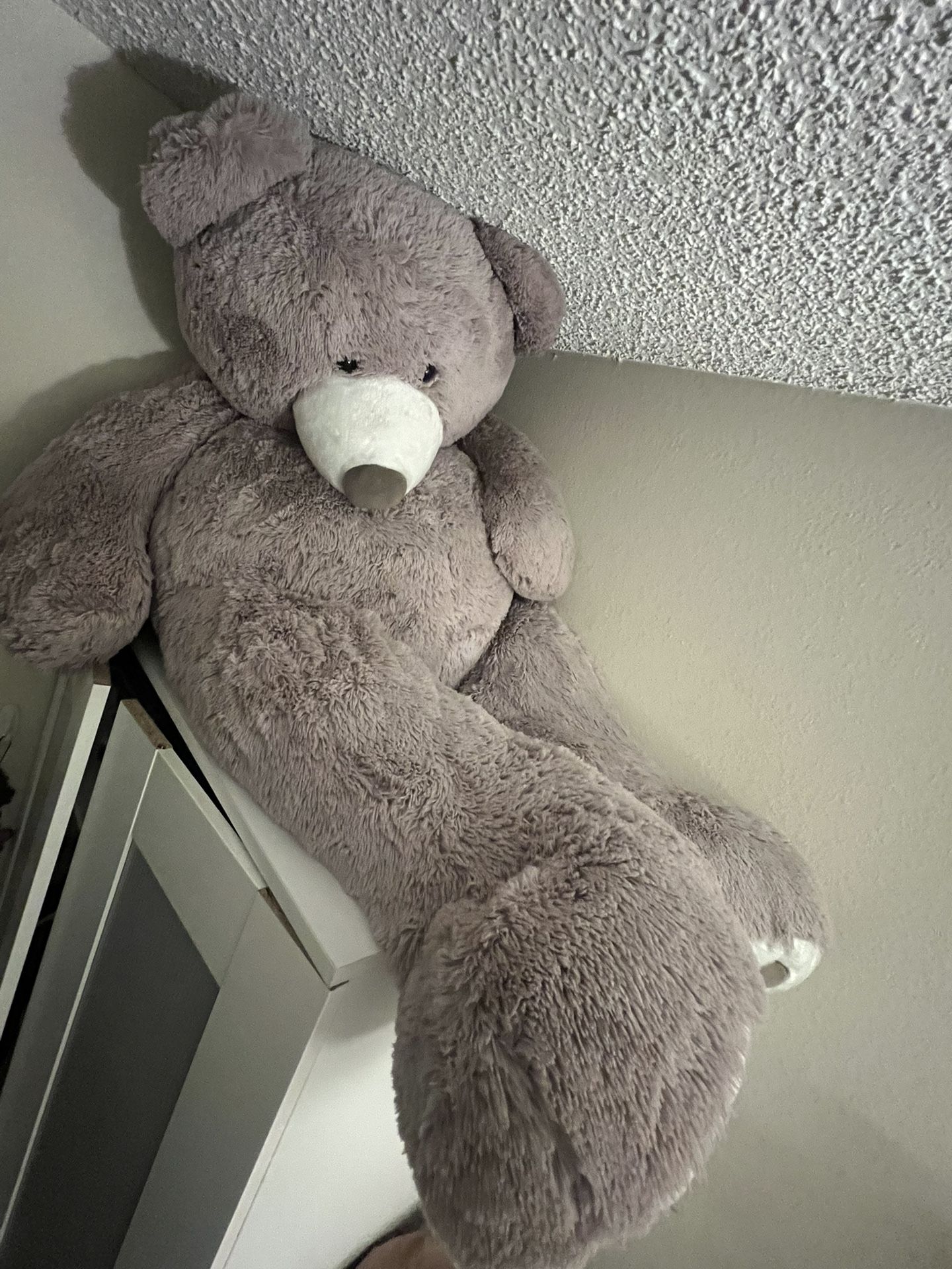 Giant Grey Bear