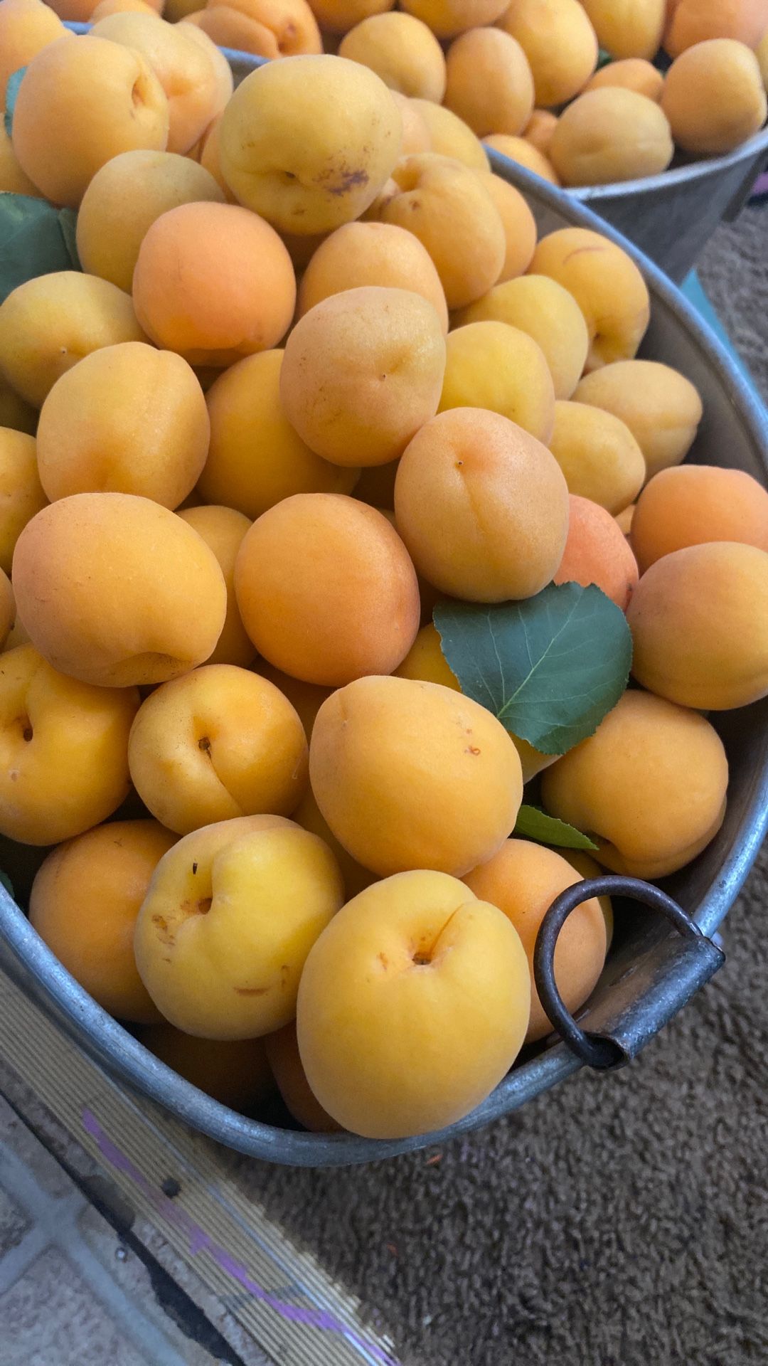 Fresh Apricot In Lodi 