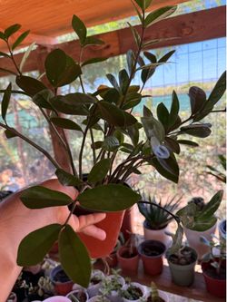 Zz  Zamioculca (Zamioculcas zamiifolia