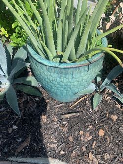 Large Flowerpots Various
