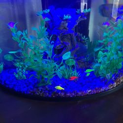8 gallon corner fish tank