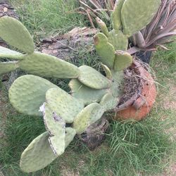 Cactus And Aloe Vera