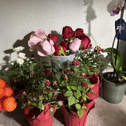 $5 each beautiful baby rose 🌹