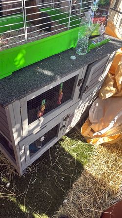 Guinea pigs house comes with two