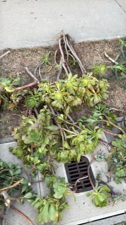 Free aloe vera jade plants and succulents
