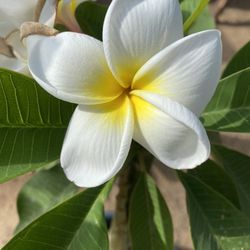 Plumeria  Someone fluff