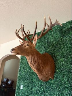 Red Stag Deer Mount Taxidermy