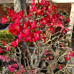 50+ Years Old Desert Rose/Adenium! 