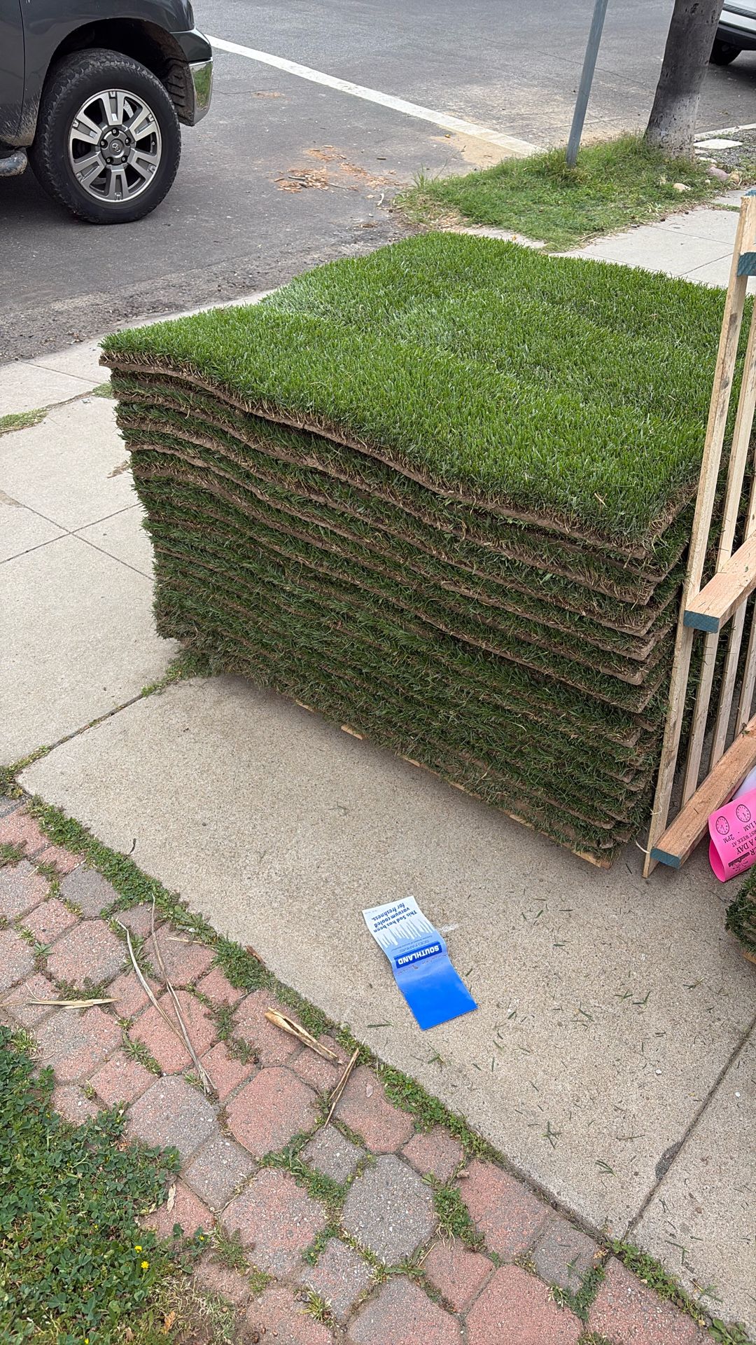 Tall Fescue