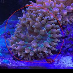 Ornamental Fake Anemone 